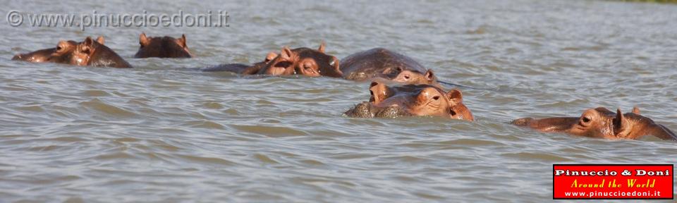 Ethiopia - Lago Chamo - Ippopotami - Hippos - 11.jpg